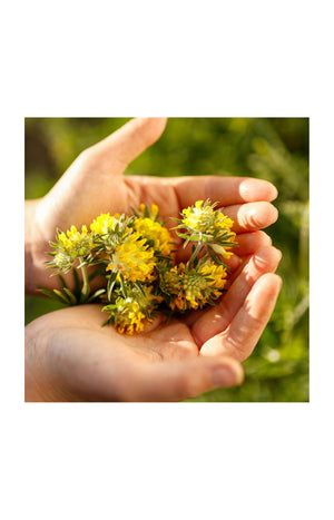 Crème nettoyante & purifiante - 50 ml