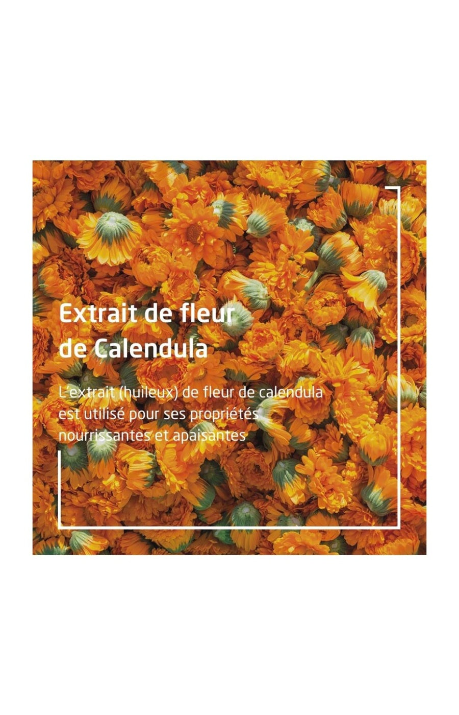 Dentifrice - Calendula - 75 ml