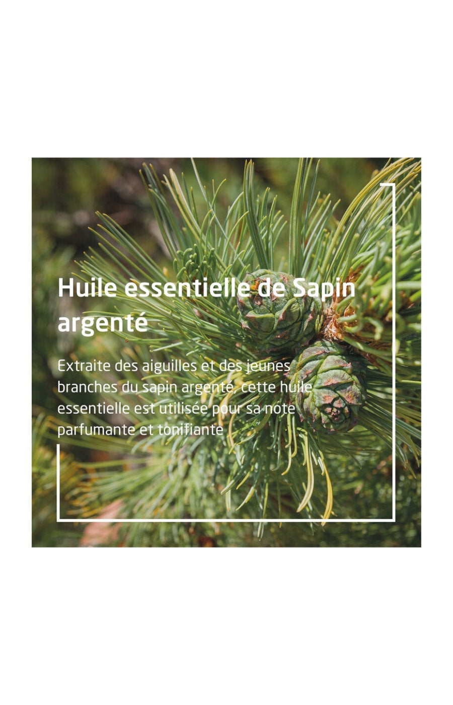 Bain revitalisant - Sapin - 200 ml