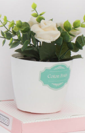 Fleurs parfumées - Coton frais