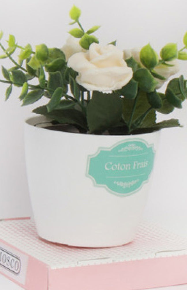 Fleurs parfumées - Coton frais