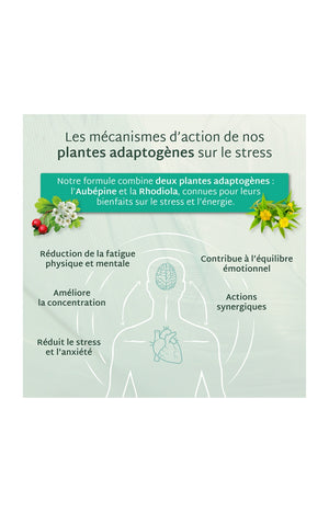 Cure gummies stress - Pomme verte - Sans sucres - 2 mois