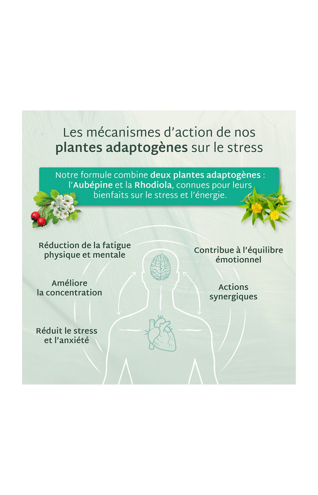 Cure gummies stress - Pomme verte - Sans sucres - 2 mois