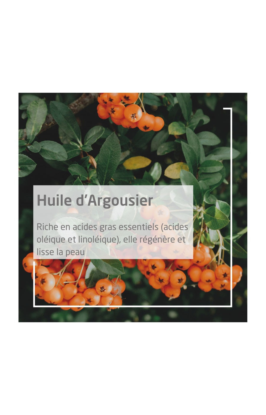 Déodorant roll-on 24h bio - Argousier - 50 ml