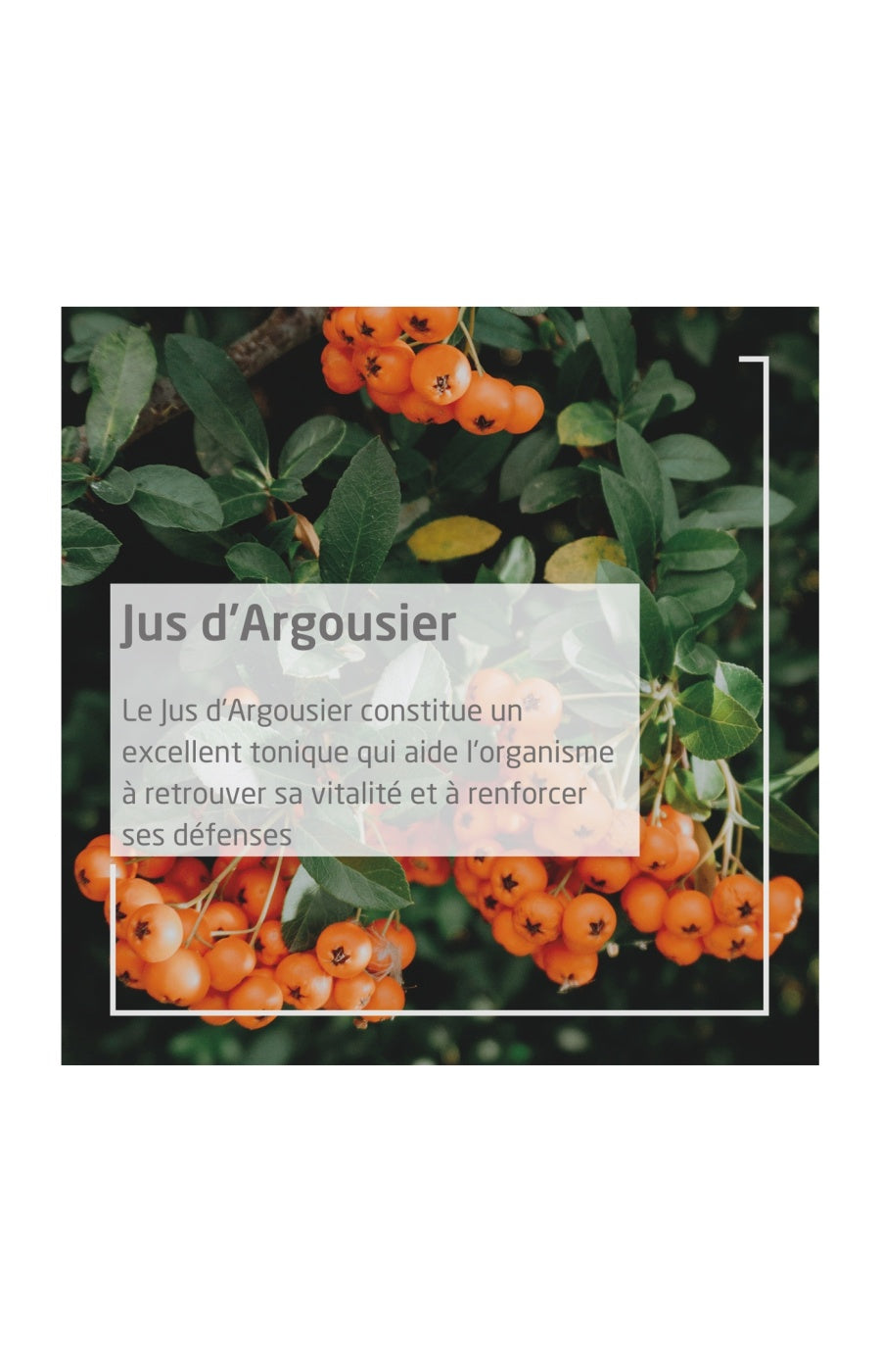 Jus d'Argousier - Vitalité - 200 ml