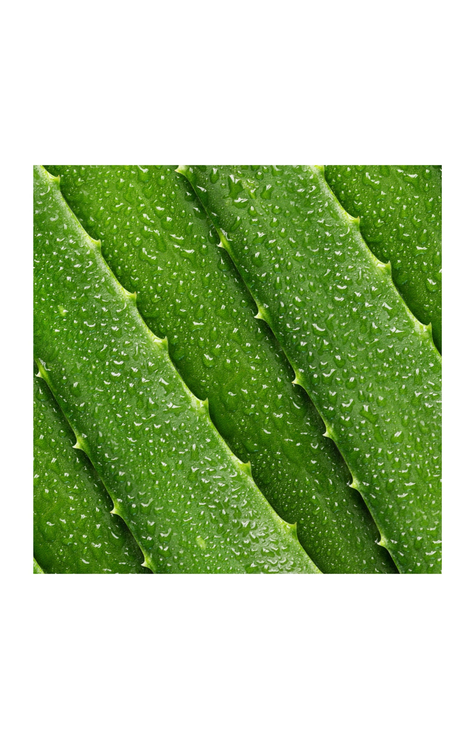 Lotion tonique - Aloe vera - 236 ml