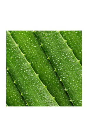 Lotion tonique - Aloe vera - 236 ml