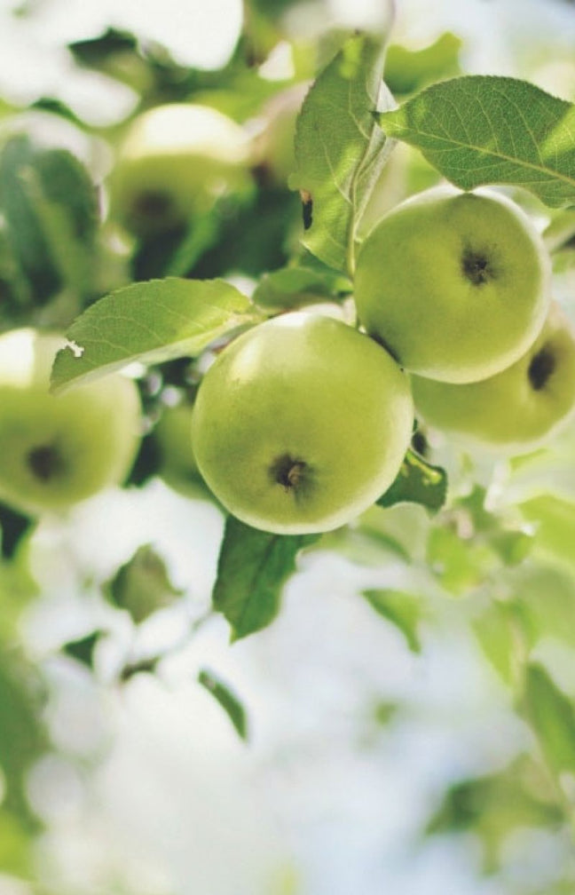 Flânerie dans le Verger Eau de parfum - Floral fruité